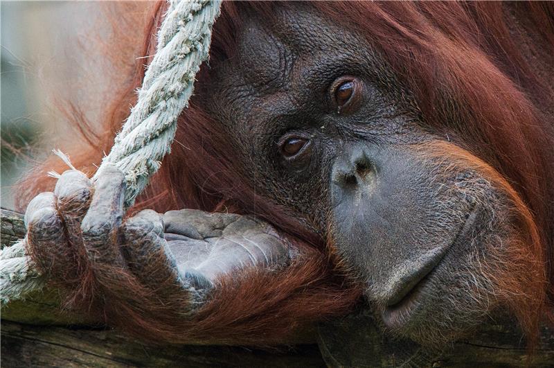 Uginuo slavni orangutan Chantek