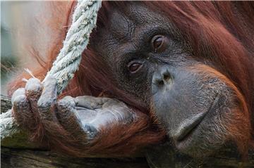 Uginuo slavni orangutan Chantek