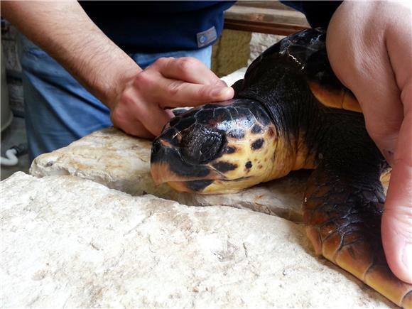 WWF oštro osudio ubijanje morske kornjače u Crnoj Gori