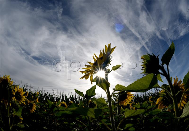 Sunflower field