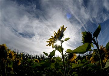 Sunflower field