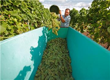 GERMANY AGRICULTURE GRAPE HARVEST