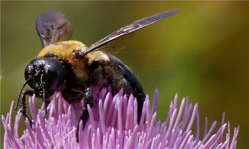 USA BEES AND FLOWERS