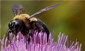 USA BEES AND FLOWERS