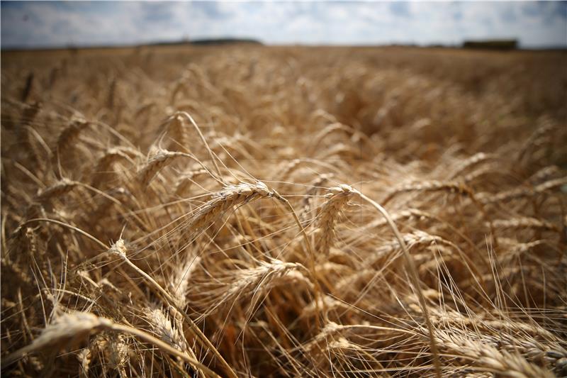 RUSSIA AGRICULTURE HARVEST