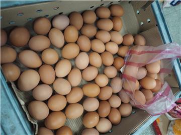 TAIWAN AGRICULTURE FIPRONIL EGGS