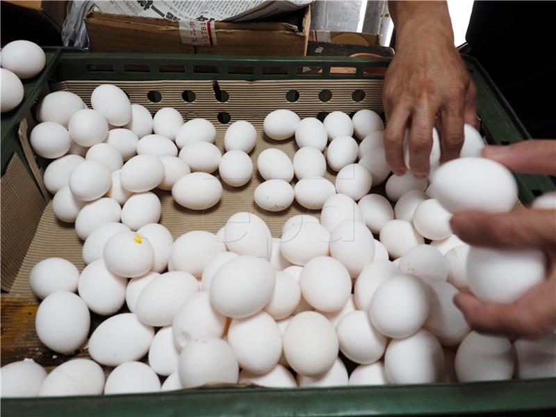 TAIWAN AGRICULTURE FIPRONIL EGGS