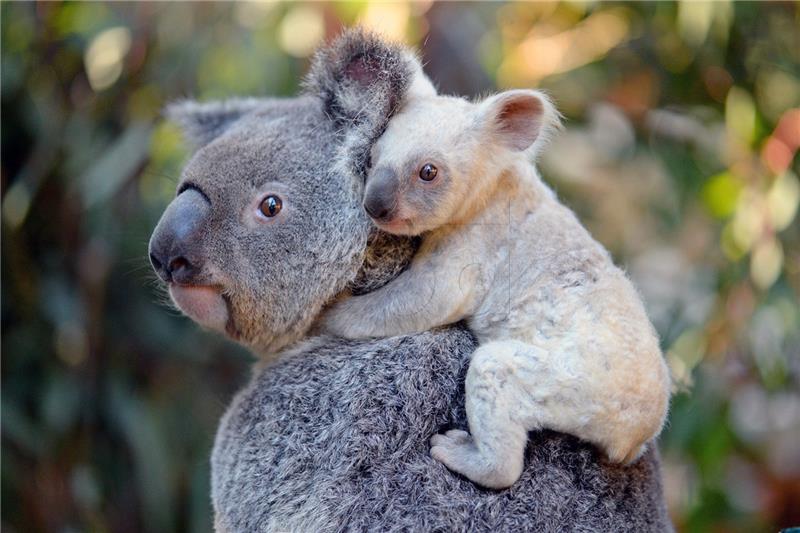 AUSTRALIA ZOO WHITE KOALA JOEY