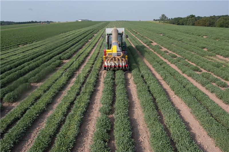 Tea harvest in sage field