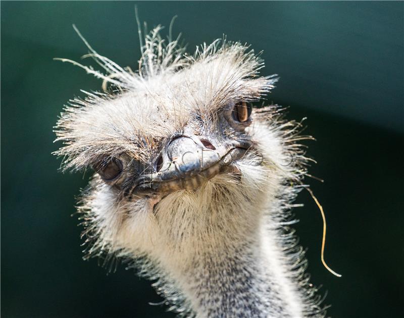 Ostrich in the Opel Zoo in Kronberg