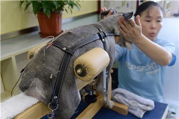 CHINA ACUPUNCTURE PETS