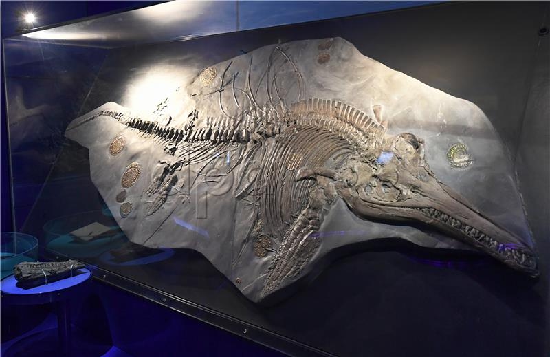 Ichthyosaur with embryo found in collection