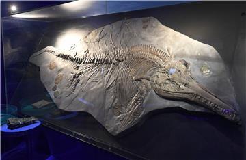 Ichthyosaur with embryo found in collection