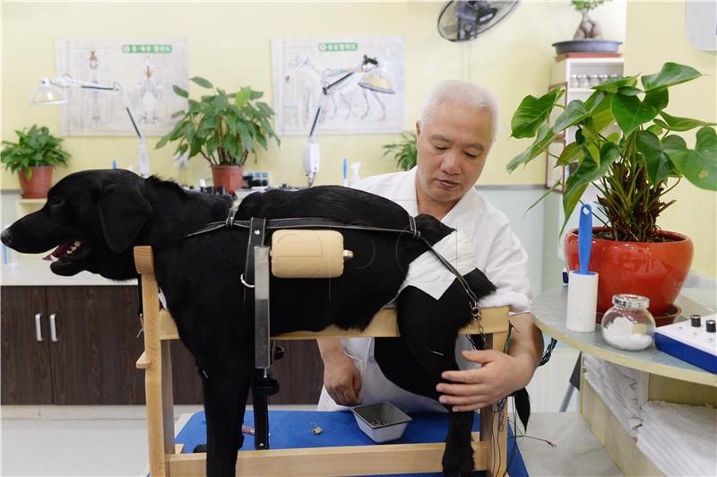 CHINA ACUPUNCTURE PETS