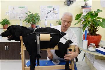 CHINA ACUPUNCTURE PETS