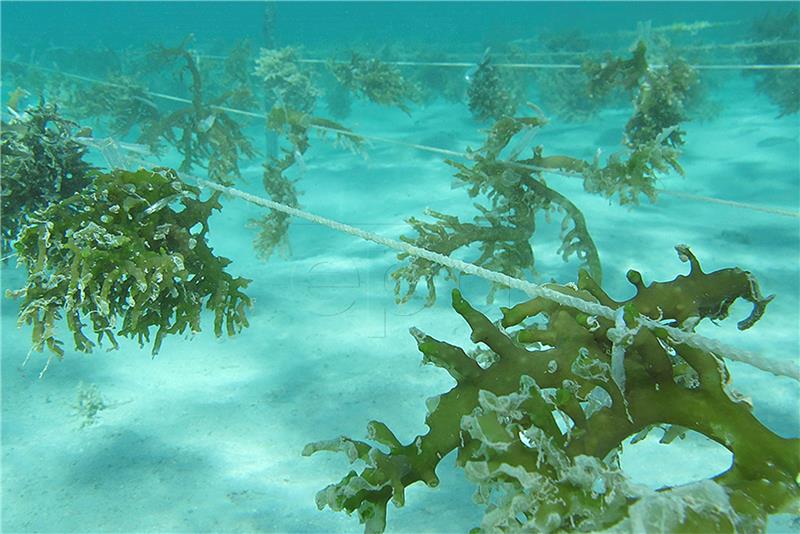 AUSTRALIA AGRICULTURE SEAWEED PRODUCTION