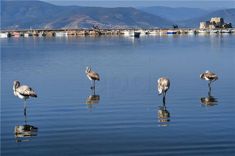 GREECE ANIMALS