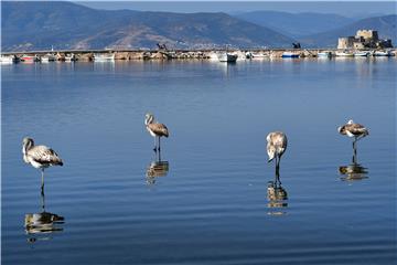 GREECE ANIMALS