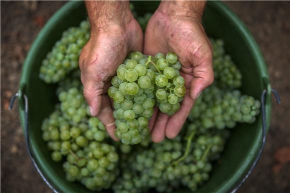 Slovenci žele zaštitili srcoliku cestu među vinogradima