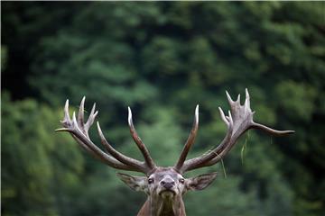 Red deer in Gut Leidenhausen