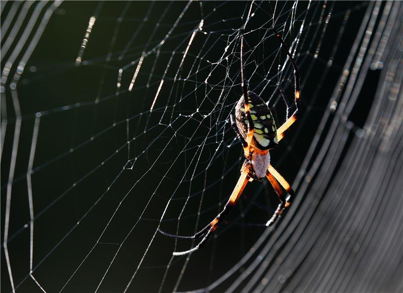 USA ANIMALS SPIDER