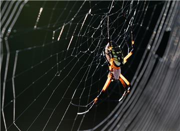 USA ANIMALS SPIDER