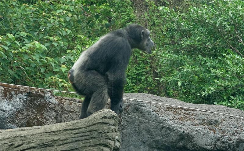 TAIWAN ANIMALS ZOO CHIMP ESCAPE