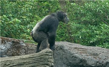 TAIWAN ANIMALS ZOO CHIMP ESCAPE