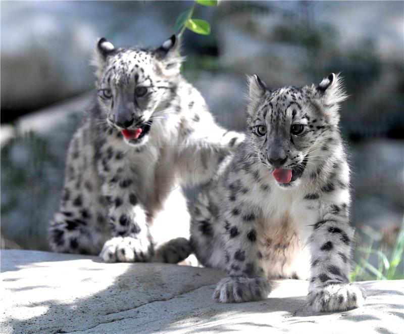 USA CALIFORNIA SNOW LEOPARD CUBS