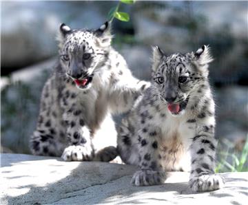 USA CALIFORNIA SNOW LEOPARD CUBS