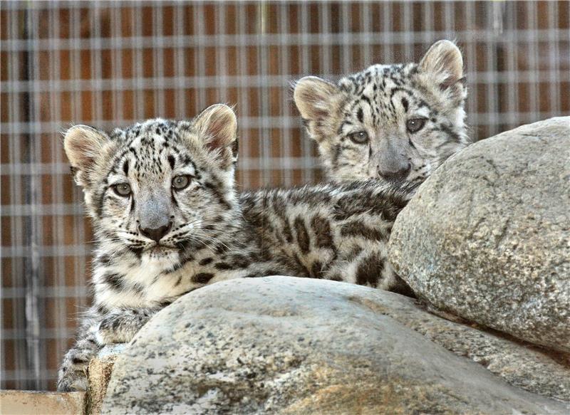 USA CALIFORNIA SNOW LEOPARD CUBS