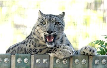 USA CALIFORNIA SNOW LEOPARD CUBS