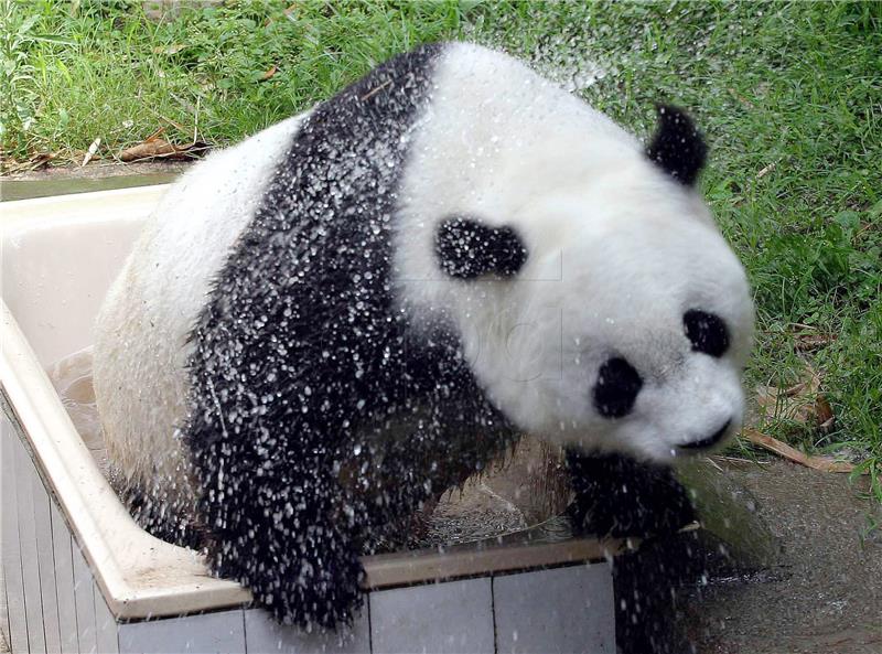 (FILE) CHINA ANIMALS PANDA BASI OBIT