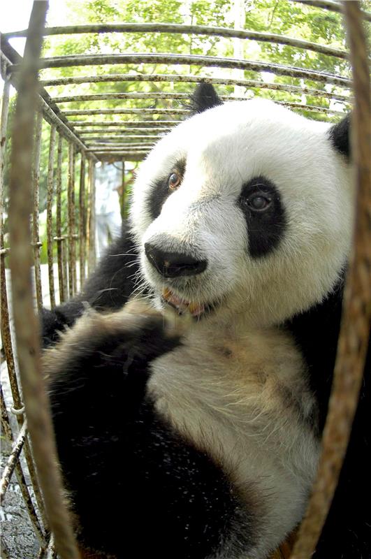 (FILE) CHINA ANIMALS PANDA BASI OBIT&#x9;