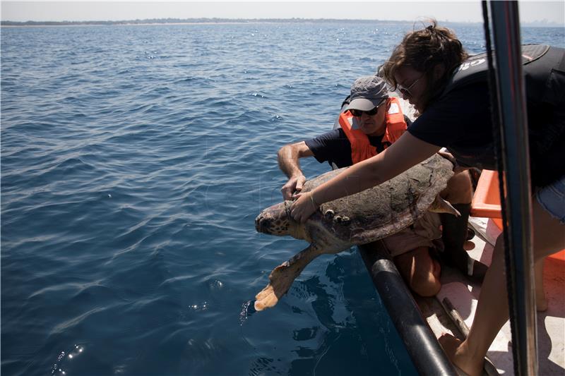 MIDEAST ISRAEL SEA TURTLE RESCUE CENTER