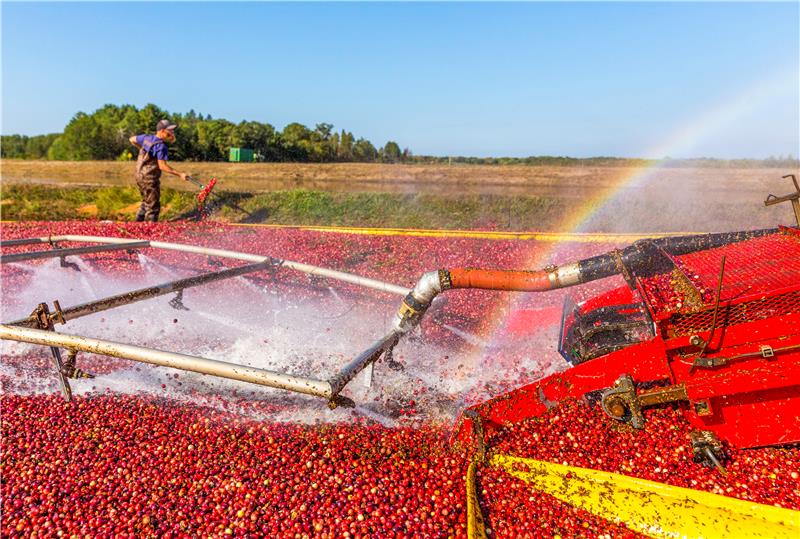 USA CRANBERRY HARVEST IN WISCONSIN