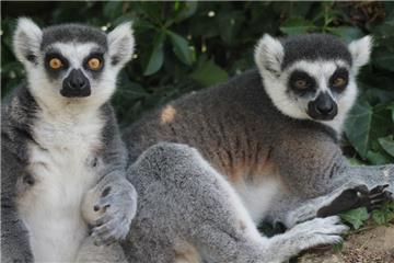 Zagrebački ZOO u subotu predstavlja walk in nastambu za prstenastorepe lemure