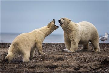 USA PHOTO ESSAY POLAR BEARS