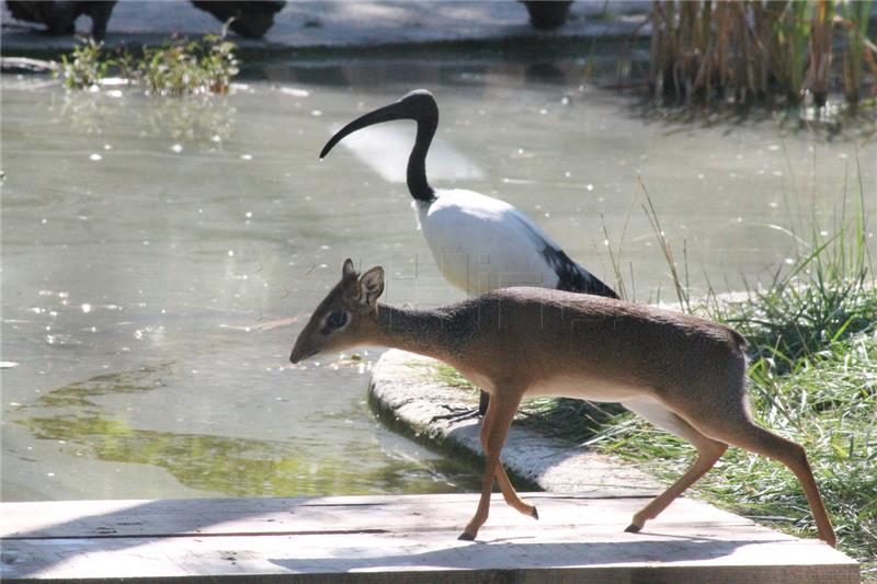 Zagrebački ZOO: Rasplamsava se ljubav između prvih zagrebačkih dik-dikova