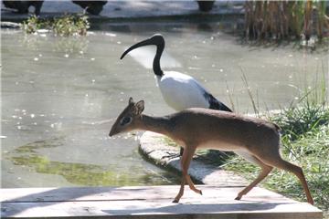 Zagrebački ZOO: Rasplamsava se ljubav između prvih zagrebačkih dik-dikova