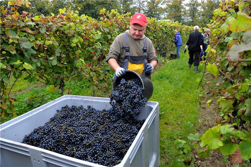 POLAND AGRICULTURE GRAPE HARVEST