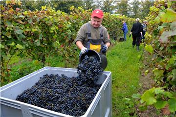 POLAND AGRICULTURE GRAPE HARVEST