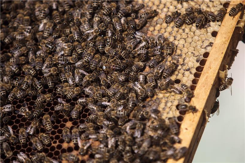 CZECH REPUBLIC ECONOMY AGRICULTURE BEES