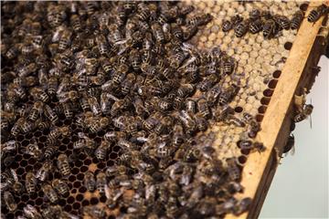 CZECH REPUBLIC ECONOMY AGRICULTURE BEES