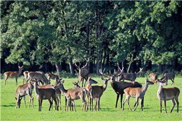 HUNGARY ANIMALS RED DEER RUTTING