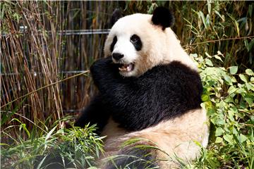 Novoj zvijezdi berlinskog ZOO-a, pandi Meng Meng, teško bez doma 