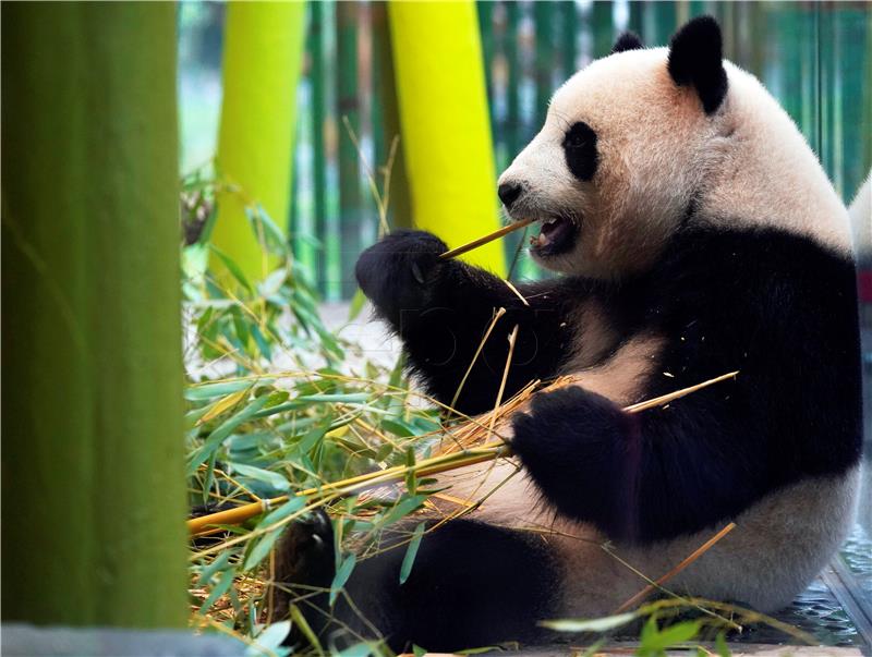 GERMANY ZOO PANDAS