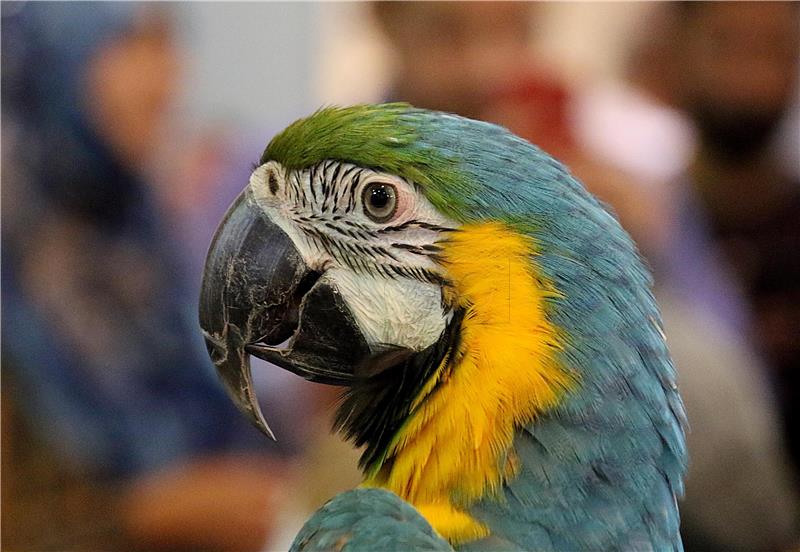 PAKISTAN BIRDS SHOW