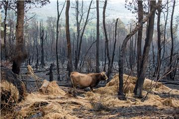 SPAIN FOREST FIRE