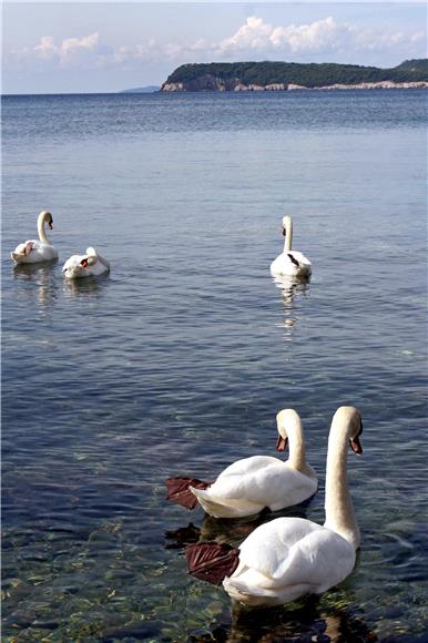 Labuđe jezero blizu Karlsruhea u opasnosti od nepoznatog predatora 